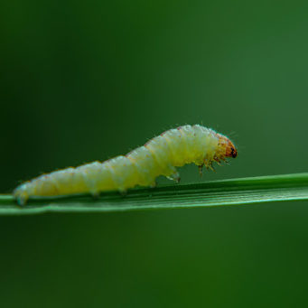 cacoon