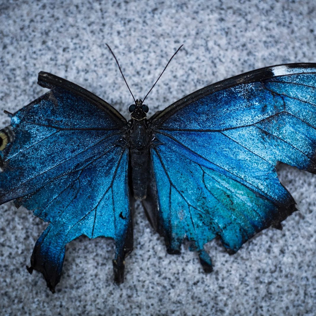 beckett-ruiz-EQ8gGNMl9NY-unsplash